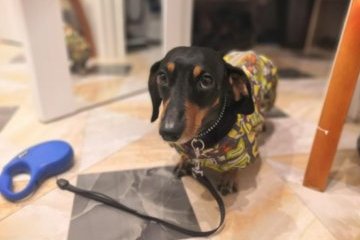 Россия: Счастливая собака – счастливый человек