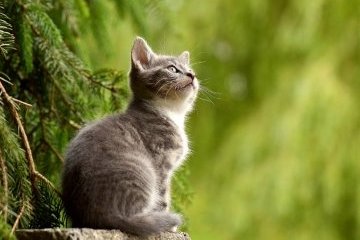 Санкт-Петербург: «Кошкиспас» спешит на помощь