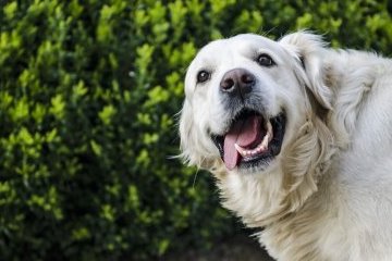 Мир: Человек собаке друг уже 11 тысяч лет