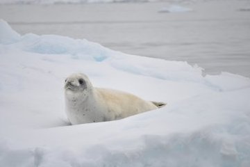 Санкт-Петербург: Мурманская область поможет освоить Арктику