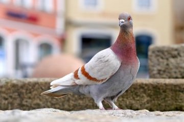 Россия: Стань хранителем птиц