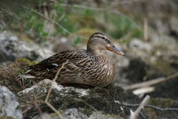 Санкт-Петербург: Подкармливаем кряк-бригаду