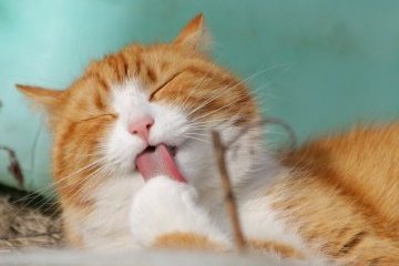 Россия: Мечтаем о здоровье и любим технологии, поглаживая кота у себя в квартале