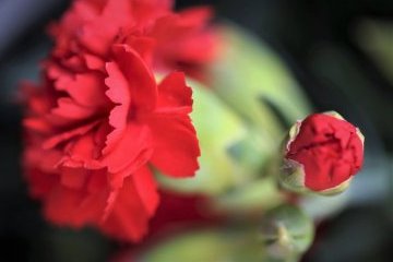 Санкт-Петербург: И надо всеми нами зацветут старинные знамена Петрограда