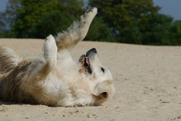 Мир: С другом веселей дорога Мир: С другом веселей дорога