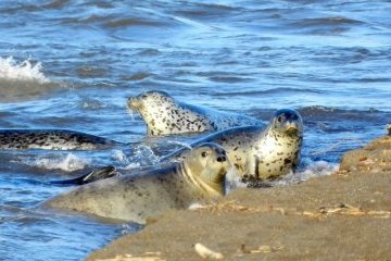 Санкт-Петербург: У нерп появился новый дом! Санкт-Петербург: У нерп появился новый дом!