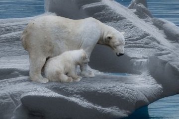 Россия: Международный день полярного медведя