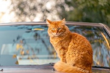 Россия: Спасите котика!