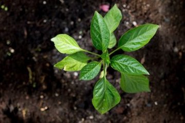 Россия: С рюкзаком из баннера - по тротуару из щёток