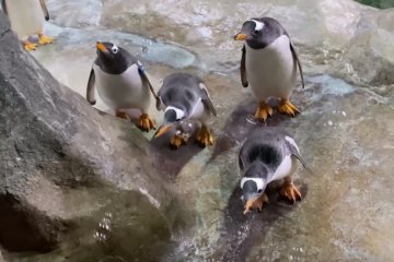 Москва: Пингвины Московского зоопарка полопали пузырики