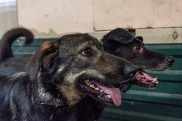 Санкт-Петербург: Полные миски любви и заботы Санкт-Петербург: Полные миски любви и заботы