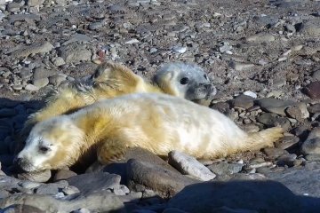 Санкт-Петербург: Балтийские нерпы под присмотром добрых спасателей