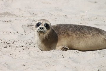 Санкт-Петербург: Нерпа выходит на прогулку