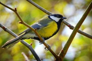 Россия: В весну - бодрым шагом