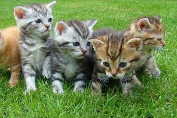 Санкт-Петербург: Вступайте в кошачий профсоюз