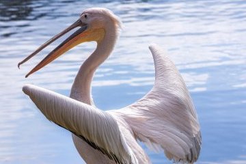 Мир: Международный день пернатых