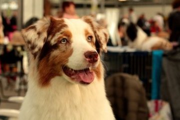 Россия: Выставка собак на экранах телефонов