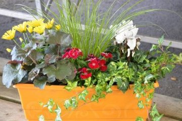 Мир: Чек-лист по уходу за «зелеными» питомцами 