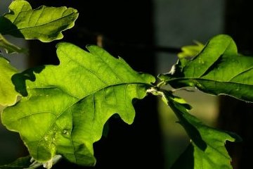 Санкт-Петербург: Разведка эко-обстановки