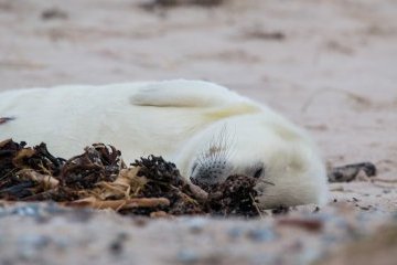 Россия: День-тюлень Россия: День-тюлень