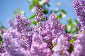 Санкт-Петербург: Горожане активно участвуют в международной акции «Сад памяти»