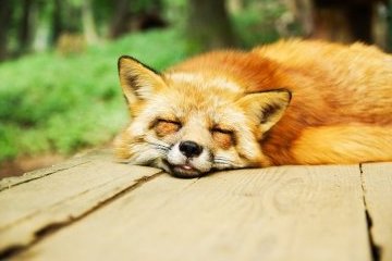 Мир: Уснуть и видеть сны 