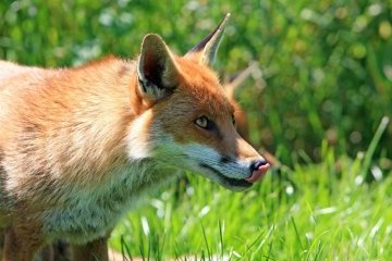 Санкт-Петербург: Усы, лапы и хвост – вот все их документы