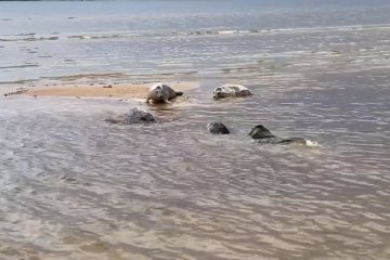 Санкт-Петербург: В День эколога в Финский залив выпустили тюленей