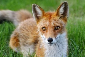 Россия: Как по всей стране отмечают День эколога?