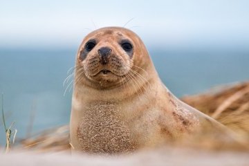 Санкт-Петербург: На волю выпустили сразу четырёх тюленей