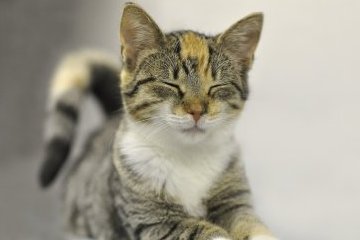 Россия: Как помочь бездомным животным? Россия: Как помочь бездомным животным?