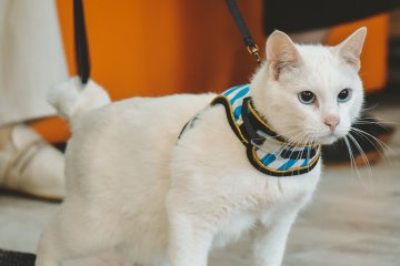 Санкт-Петербург: Кот Ахилл стал креативным покровителем и запустил фотоконкурс