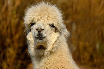 Санкт-Петербург: В Ленинградском зоопарке родилась маленькая альпака