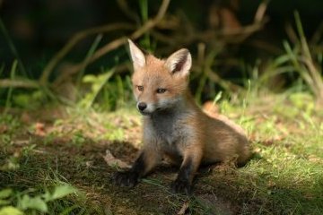 Ленинградская область: Лисички на свободе
