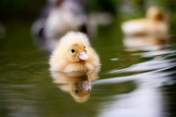 Санкт-Петербург: Спасите утёнка!
