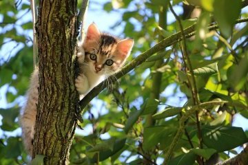 Россия: Как технологии способны помочь животным?