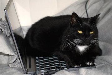 Россия: Везём с собой кота на работу