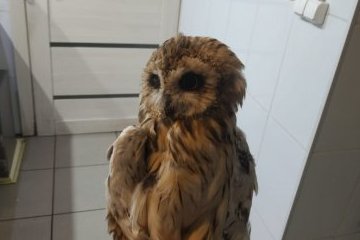 Санкт-Петербург: Жители Колпинского района спасли сову