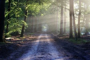 Россия: Лучший подарок учителю – не цветы, а растущие деревья