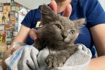 Санкт-Петербург: Спасённый на ЗСД котёнок обрёл хозяев