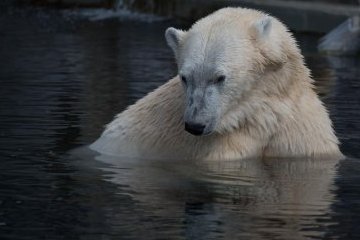 Санкт-Петербург: Как можно помочь Ленинградскому зоопарку? 