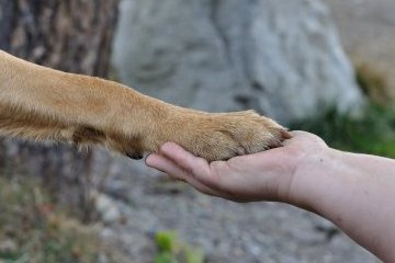 Санкт-Петербург: Человек собаке - друг Санкт-Петербург: Человек собаке - друг