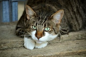 Санкт-Петербург: Учёный кот помогает студентам