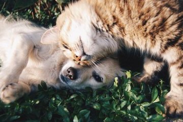 Россия: Четвероногие друзья отмечают праздник!