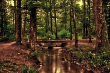 Россия: Доступный экоблогинг