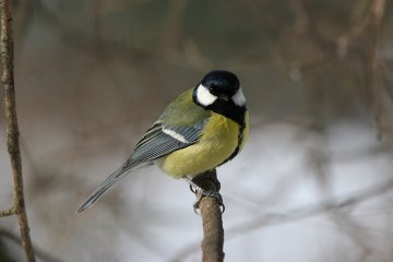 Санкт-Петербург: Корми птиц правильно