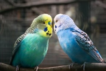 Санкт-Петербург: Поздняя осень. Попугаи прилетели