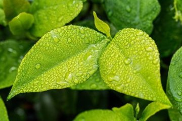 Санкт-Петербург: Экология города улучшается