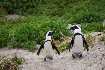 Мир: Пингвины исследуют футбольное поле