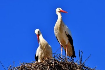 Россия: Краснокнижные аисты будут в безопасности